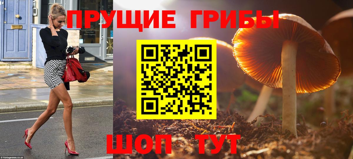 Псилоцибиновые грибы мицелий  хочу наркоту  Волжский  Вход с VPN 
